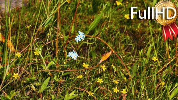 Small Blue Flowers in Grass