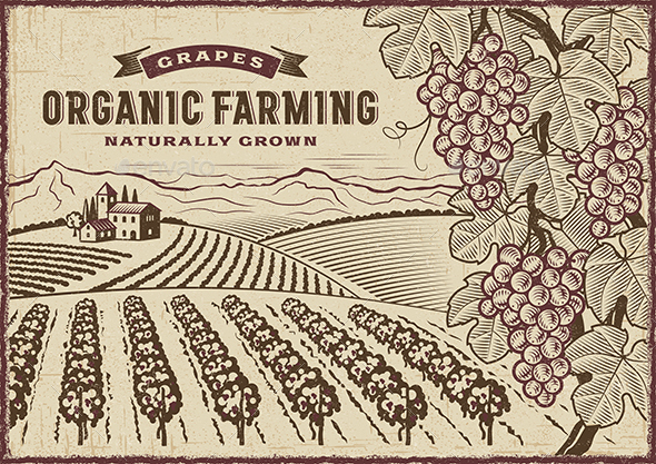 Grapes Organic Farming Landscape - Landscapes Nature