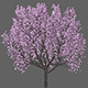 Flowering Cherry Tree - VideoHive Item for Sale