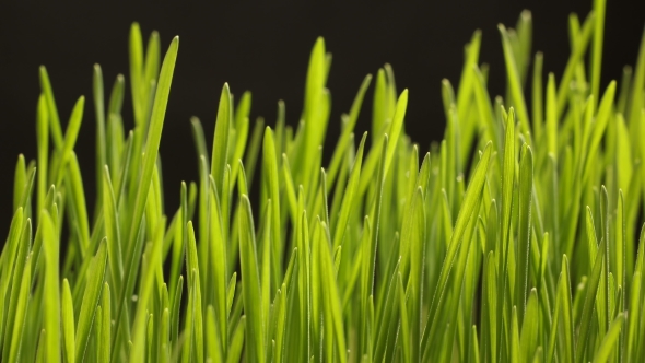 Growing Wheat Seeds Agriculture, Stock Footage | VideoHive