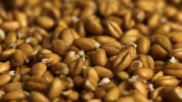 Farmer Growing Wheat Seeds Agriculture alt