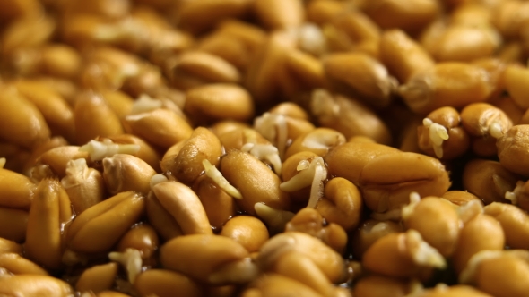 Growing Wheat Seeds Agriculture Farmer alt