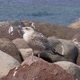 Seagull Rock Sea - VideoHive Item for Sale