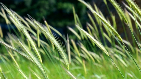 Slow Movement of Cones of Green Wheat . In a Sunny Day in the Spring