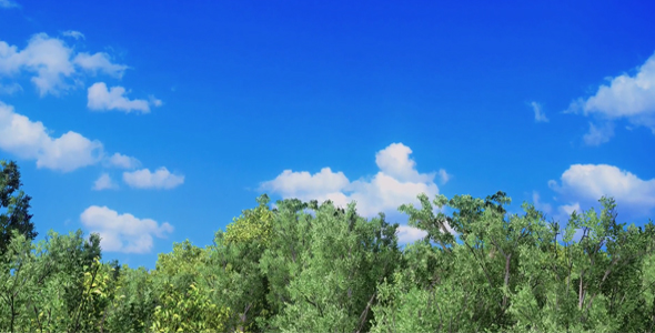 Forest With Blue Sky