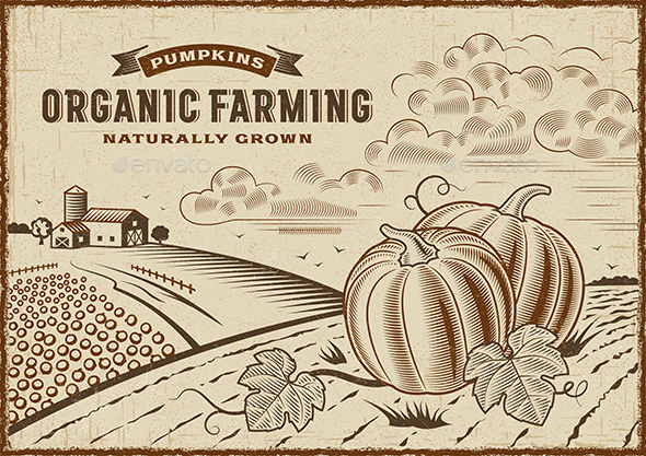 Pumpkin Organic Farming Landscape - Landscapes Nature