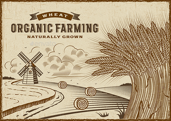 Wheat Organic Farming Landscape - Landscapes Nature