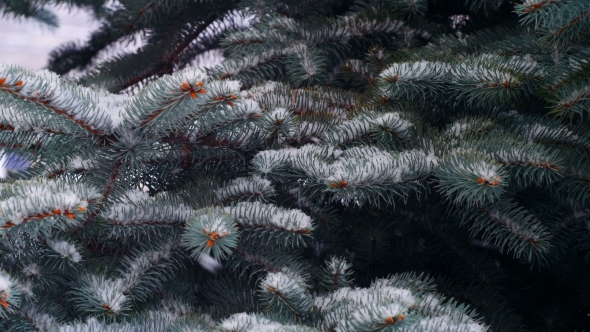 Snow Falling on Branches of Pine Tree