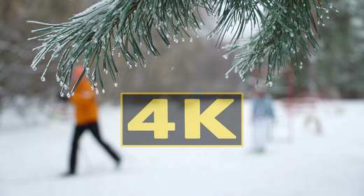 Christmas tree and winter sport