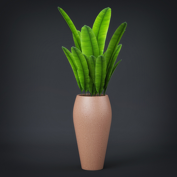 Potted Banana Leaves - 3Docean 19580907