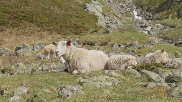 Sheeps in the Mountains of Norway