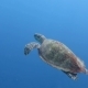 A large sea turtle swims in the depths of the blue waters of the ocean - VideoHive Item for Sale