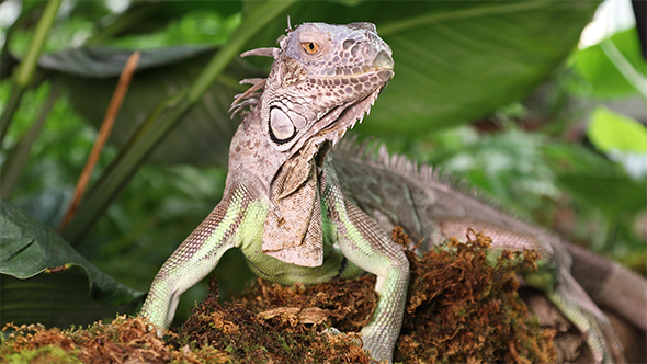Large Green Iguana On a Branch