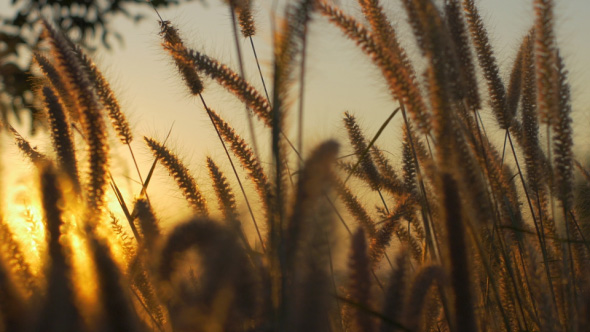 Grass at Sunset, Stock Footage | VideoHive