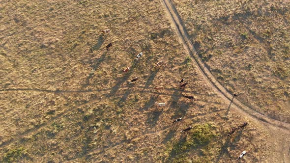 Aerial View of a Herd of Cows Grazing in the Ukrainian Village on Countryside alt