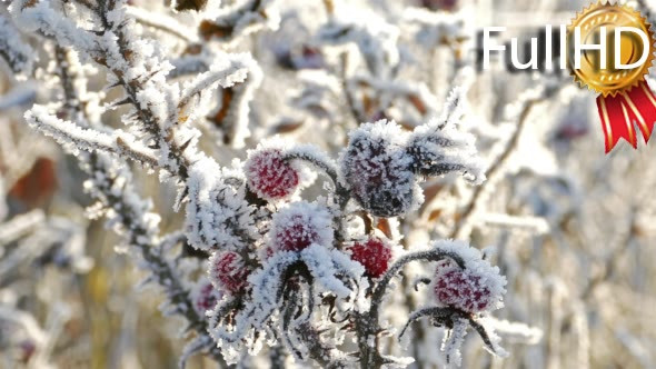Briar Berries With Hoarfrost in Frosty Day