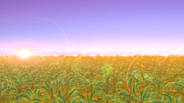 Meadow Field Animation at Sunset - ornamental Shrubs