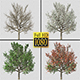 A Tree Passing Through The Four Seasons - VideoHive Item for Sale