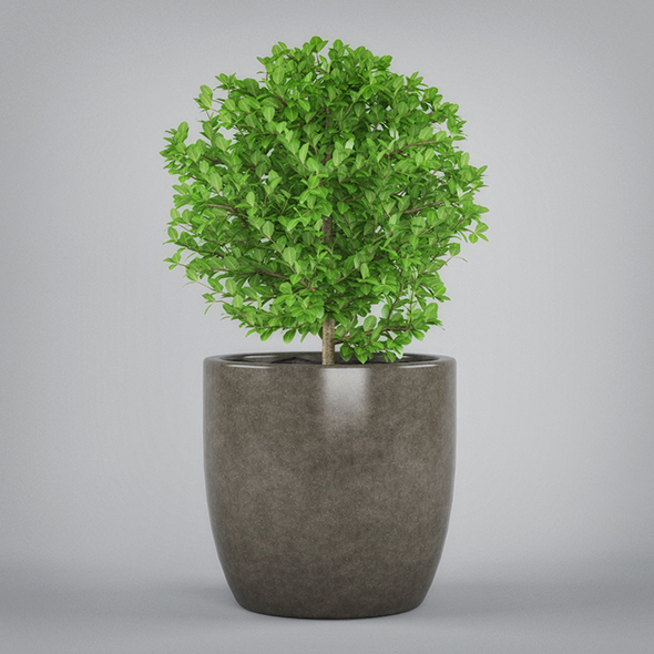Potted Plant - 3Docean 19612078