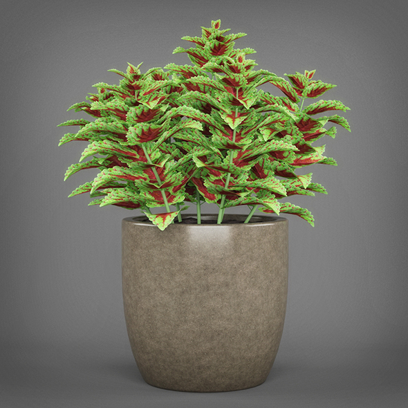 Potted Green Coleus - 3Docean 19612109