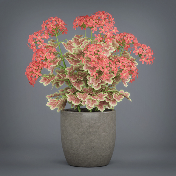Potted Pelargonium Plant - 3Docean 19612117