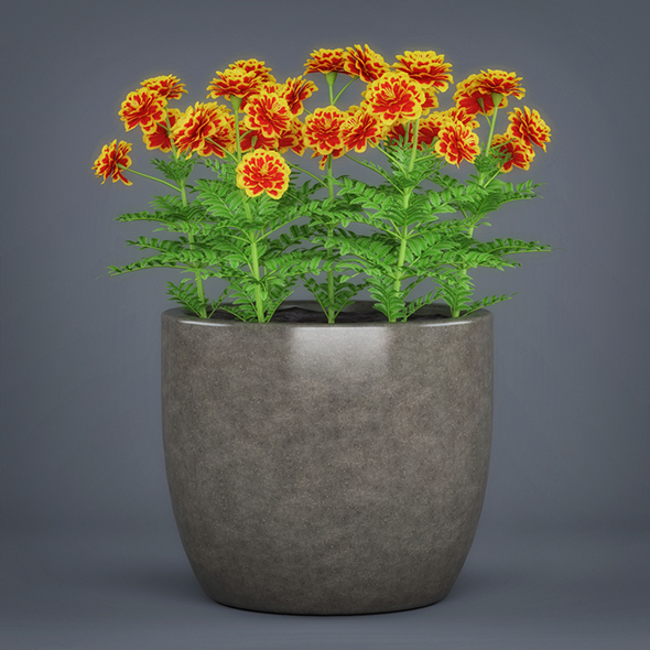 Potted Flower Plant - 3Docean 19612149