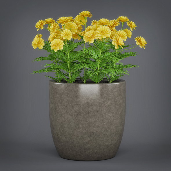 Potted Flower Plant - 3Docean 19612178