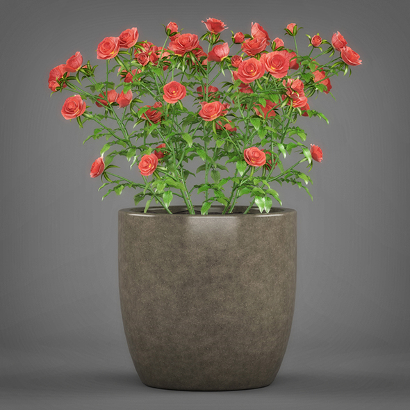 Potted Rose Plant - 3Docean 19612228