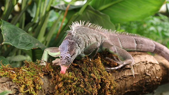 Green Iguana Sticks Out Its Tongue