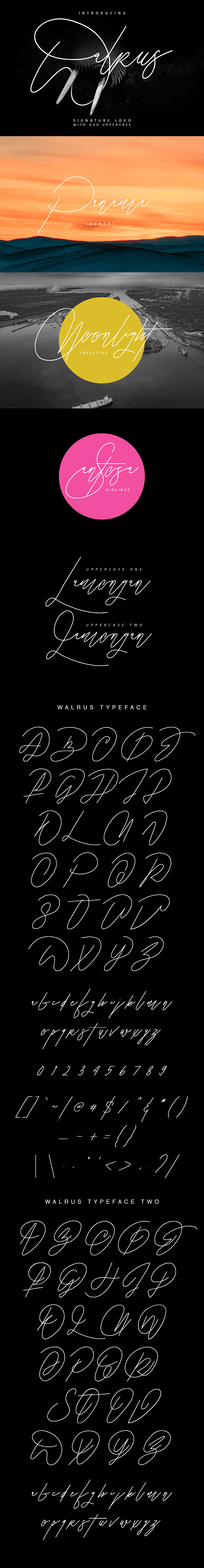 Walrus Signature Font - Hand-writing Script