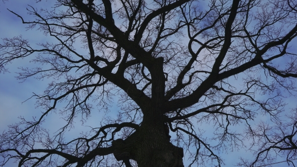 Oak Tree Against a Blue Sky and Clouds Background - .