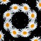 Flowers Chamomile - VideoHive Item for Sale