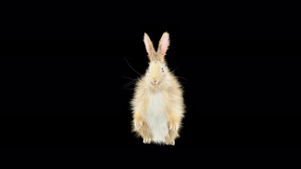 69 Rabbit Orc Walk 4K alt