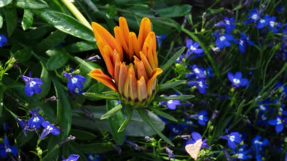 The Flower Opens in the Morning alt