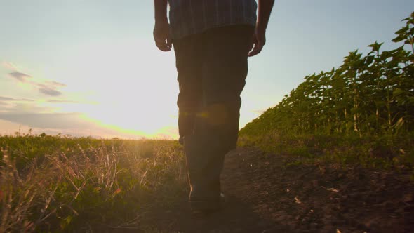 Close Up of a Farmer Legs Goes with Rubber Boots Along on the Road Rubber Boots for Work Use alt