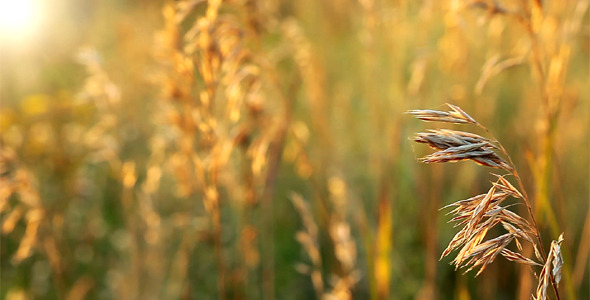 Wheat At Dawn