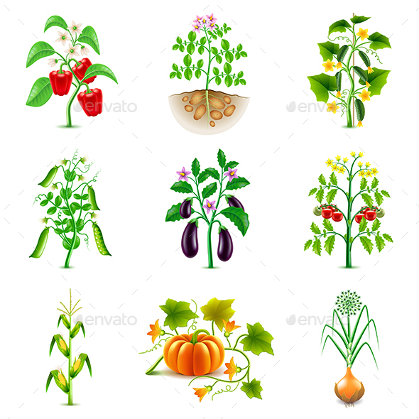 Growing Agricultural Plants Icons Vector Set - Flowers & Plants Nature