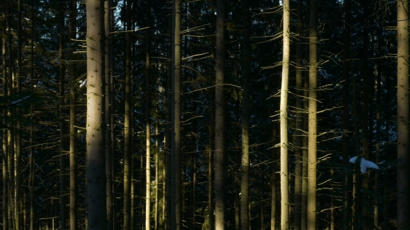 Shadow Moving on The Forest Woods alt