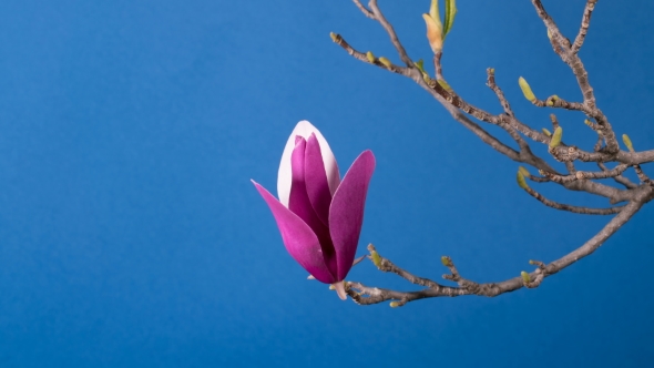 Magnolia Tree Blossom alt