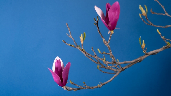 Magnolia Tree Blossom alt