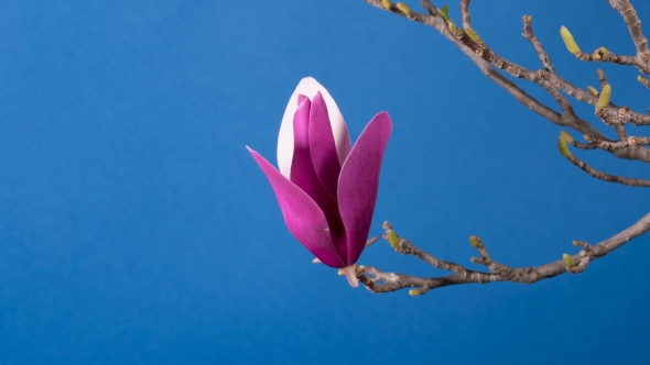 Magnolia Tree Blossom alt