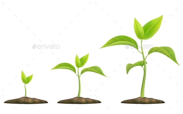 Growing Green Sprout - Flowers & Plants Nature