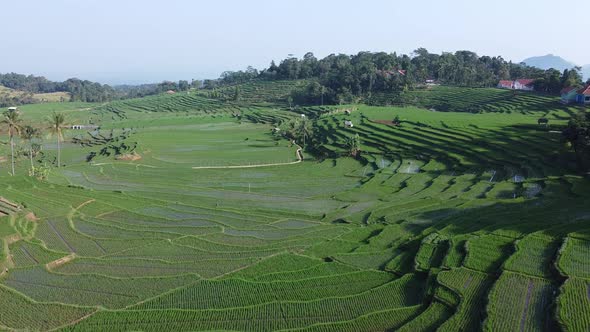  Rice Field Aerial View alt