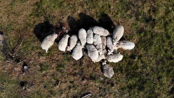 AERIAL: still shot of grazing sheep in the grasslands in low altitude flight alt