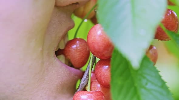 Caucasian Male is Biting Ripe Bird Cherry Berry on the Tree