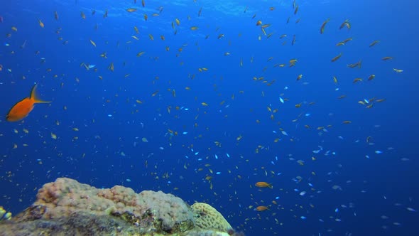 Reef Underwater Coral Garden alt