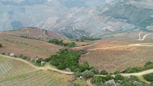Aerial of Douro Terraced Vineyards in Portugal alt