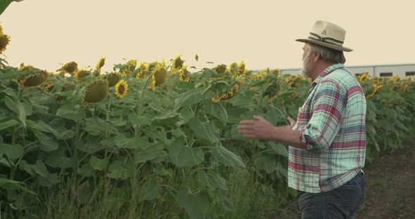 Senior Farmer Looking on Field of Sunflowers and Rubs His Hands alt