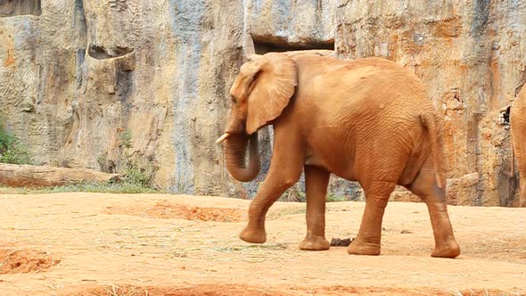 African elephant walking alt