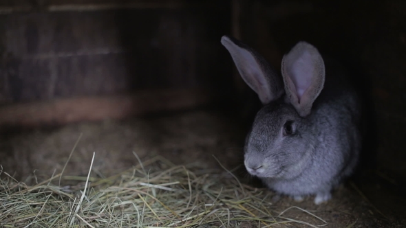 Cute Rabbit with Long Ears in the Wooden Cage Filled with Hay